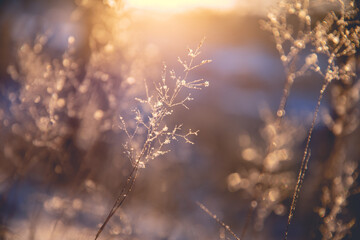 映山红在我国的分布是什么？