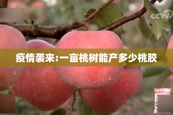 疫情袭来:一亩桃树能产多少桃胶