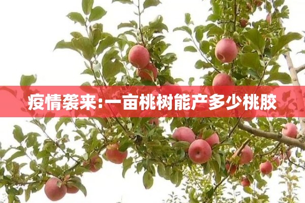 疫情袭来:一亩桃树能产多少桃胶 疫情袭来:一亩桃树能产多少桃胶