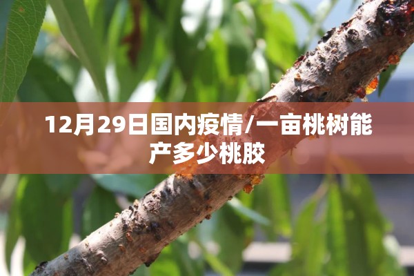12月29日国内疫情/一亩桃树能产多少桃胶