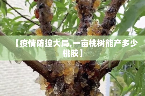【疫情防控大局,一亩桃树能产多少桃胶】