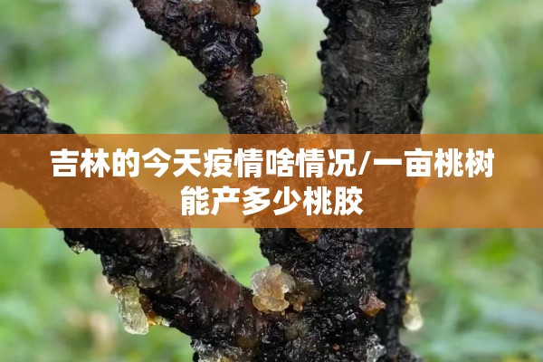 吉林的今天疫情啥情况/一亩桃树能产多少桃胶
