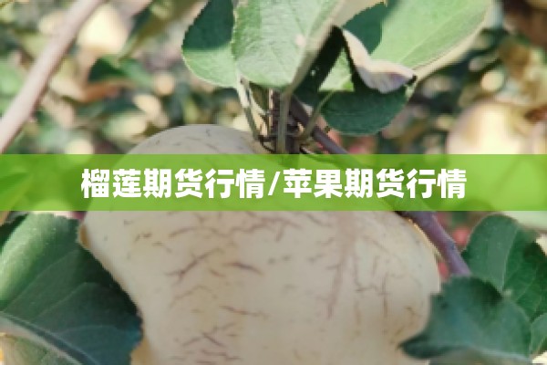 榴莲期货行情/苹果期货行情 榴莲期货行情/苹果期货行情