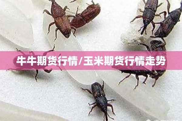 牛牛期货行情/玉米期货行情走势